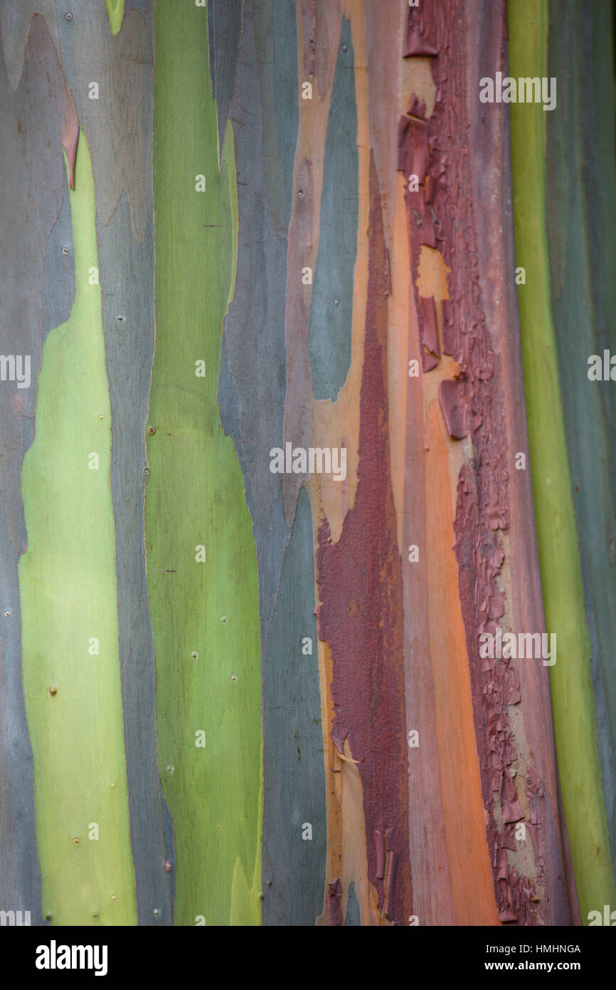 Closeup sfondo colorato di corteccia di albero Foto Stock