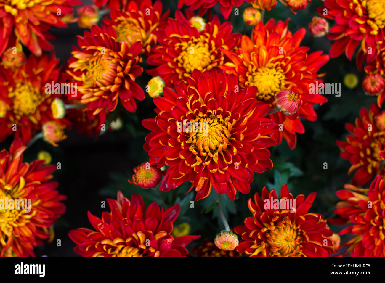 Cinese di nuovo anni fiori in Taipei Foto Stock