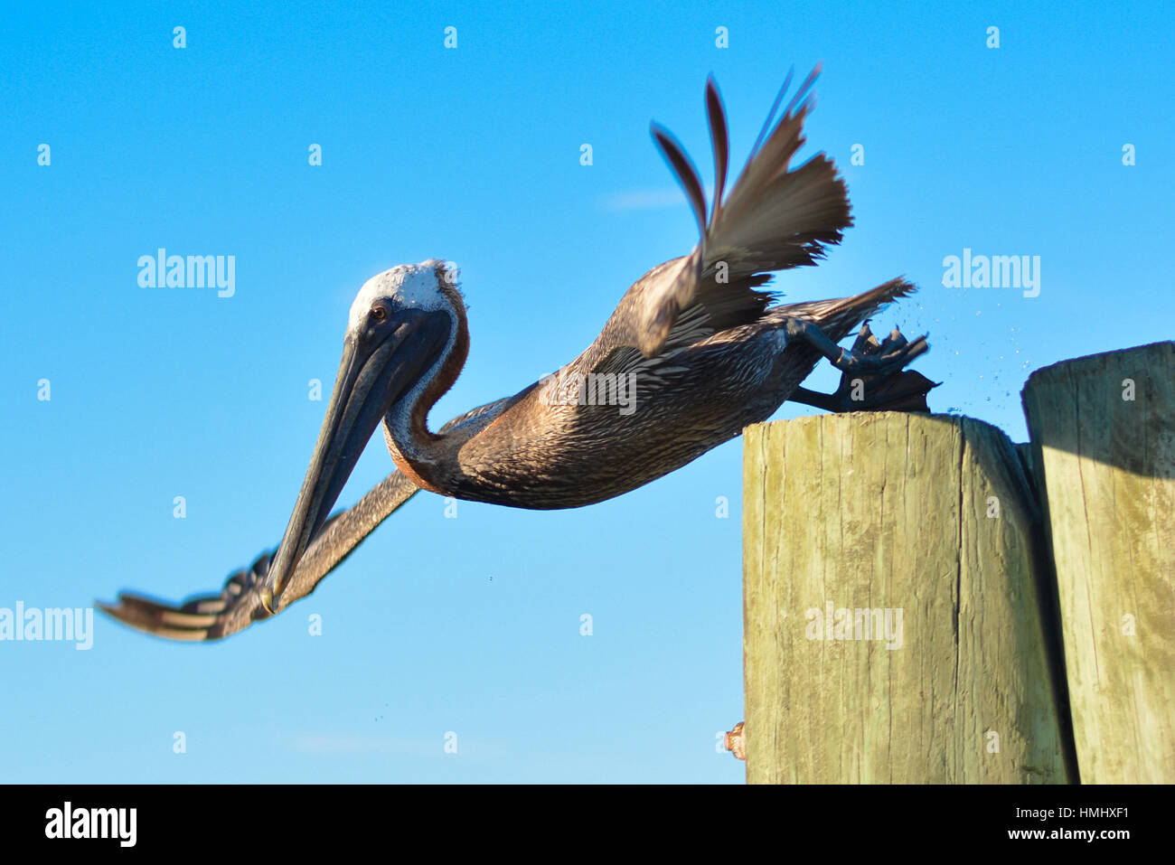 Pellicano marrone (Pelecanus occidentalis) a partire volare da palo di legno; Sarasota, Florida, Stati Uniti d'America Foto Stock