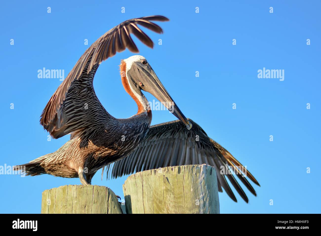 Pellicano marrone (Pelecanus occidentalis) ottenendo pronto a volare da palo di legno; pelican abbraccio; Sarasota, Florida, Stati Uniti d'America Foto Stock