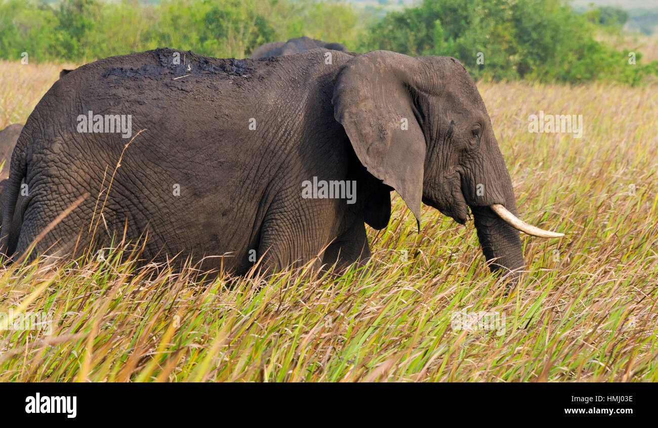 Elephant sulla savana, Queen Elizabeth II Parco Nazionale, Uganda Foto Stock