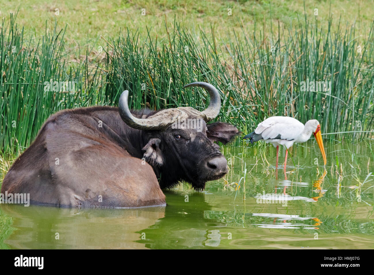 African Buffalo con Saddle-Billed Stork, Canale Kazinga, Queen Elizabeth II Parco Nazionale, Uganda Foto Stock