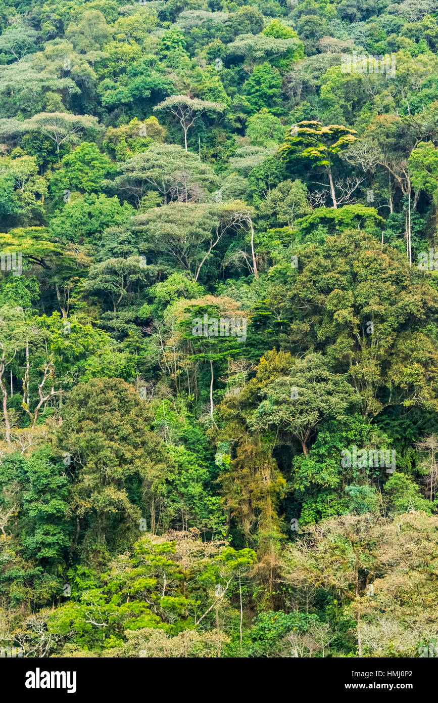 Foresta, casa dei gorilla, Parco nazionale impenetrabile di Bwindi, Uganda Foto Stock