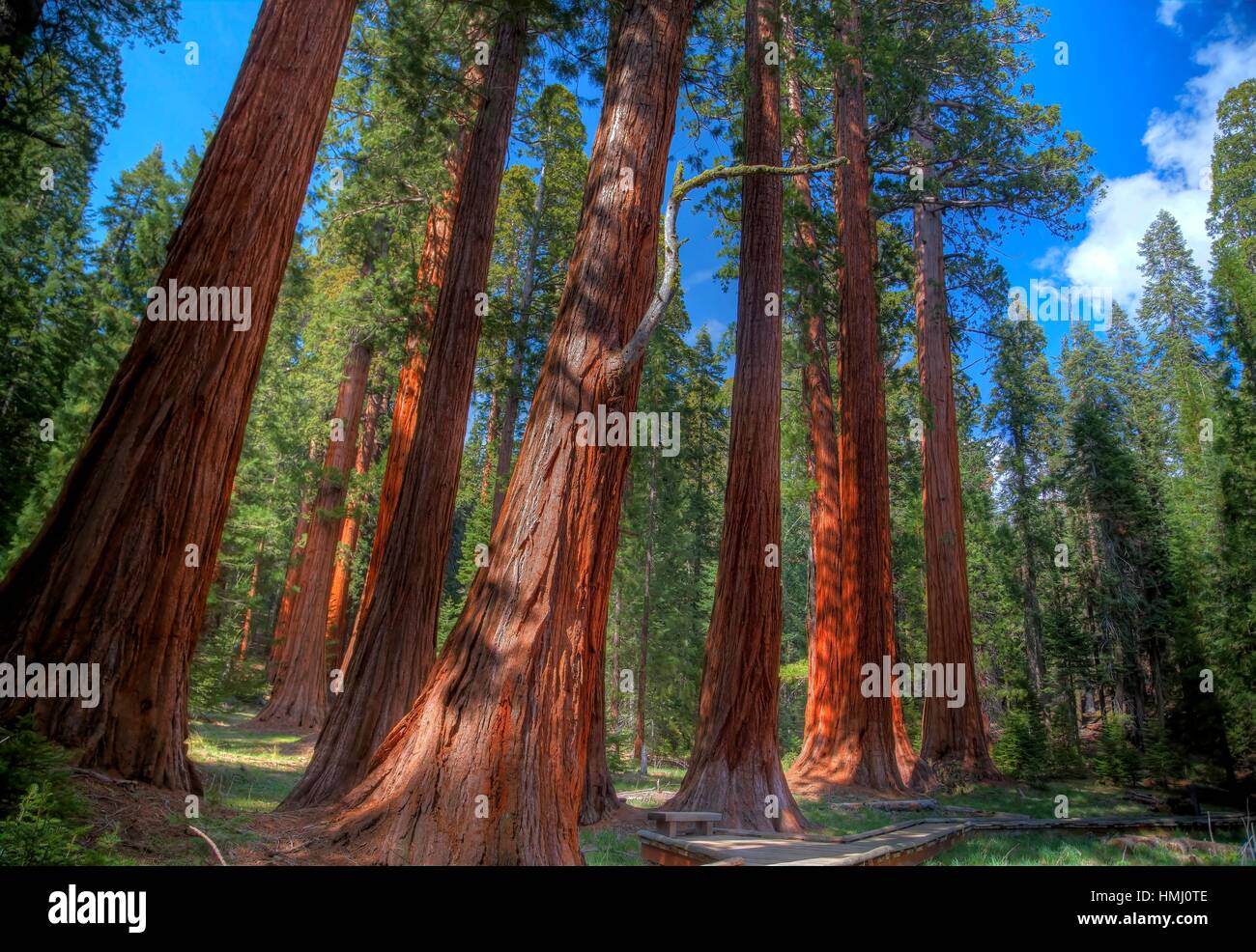 Sequoia gigante alberi dominano il paesaggio a Foresta Gigante a Sequoia National Park, California. Foto Stock