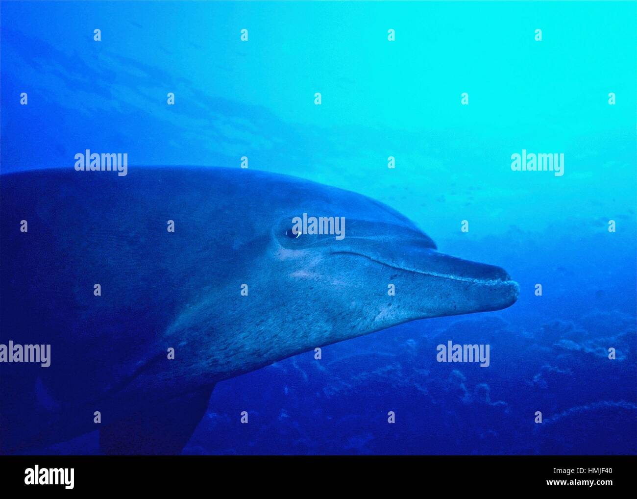 Questo tursiope (Tursiops truncatus) favorito me con uno stretto controllo. Il contatto visivo con un delfino è un esperienza indimenticabile. Mar Rosso. Foto Stock