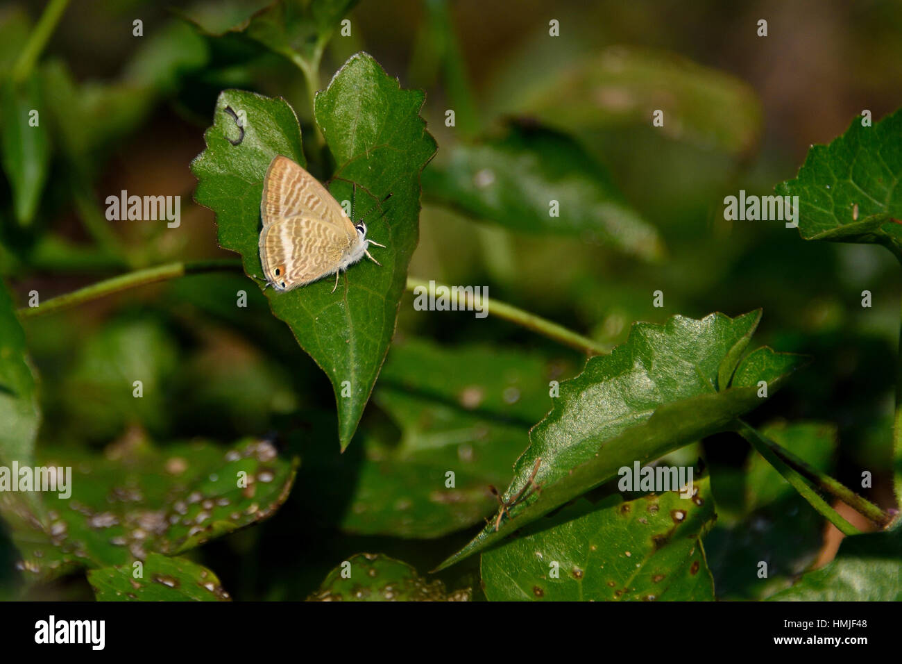 Long-tailed Blue Butterfly (Lampides boeticus) su una foglia in Nam Kham Riserva Naturale nel nord della Thailandia Foto Stock