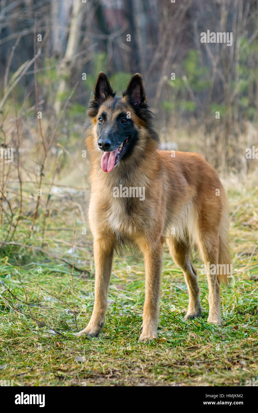 Tervuren cane hotsell