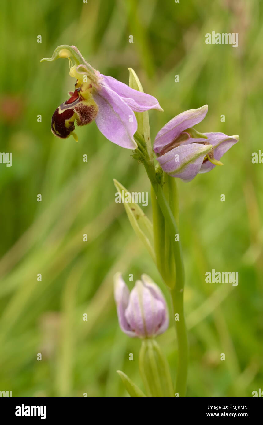 Bee Orchid, Ophrys apifera, vista laterale Foto Stock