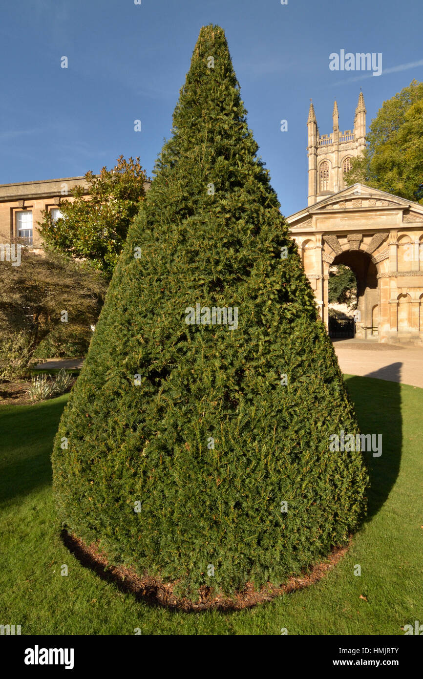 Yew conica a Oxford Botanic Garden Foto Stock