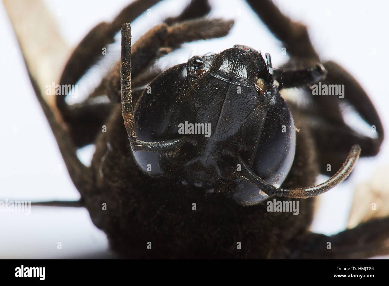 Testa di Bumble Bee recante sulla sua schiena su sfondo bianco Foto Stock