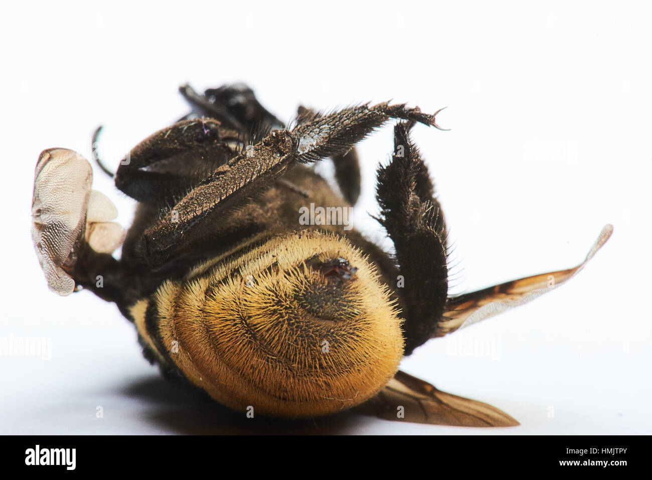 Vista posteriore del pungiglione di Bumble Bee su sfondo bianco Foto Stock