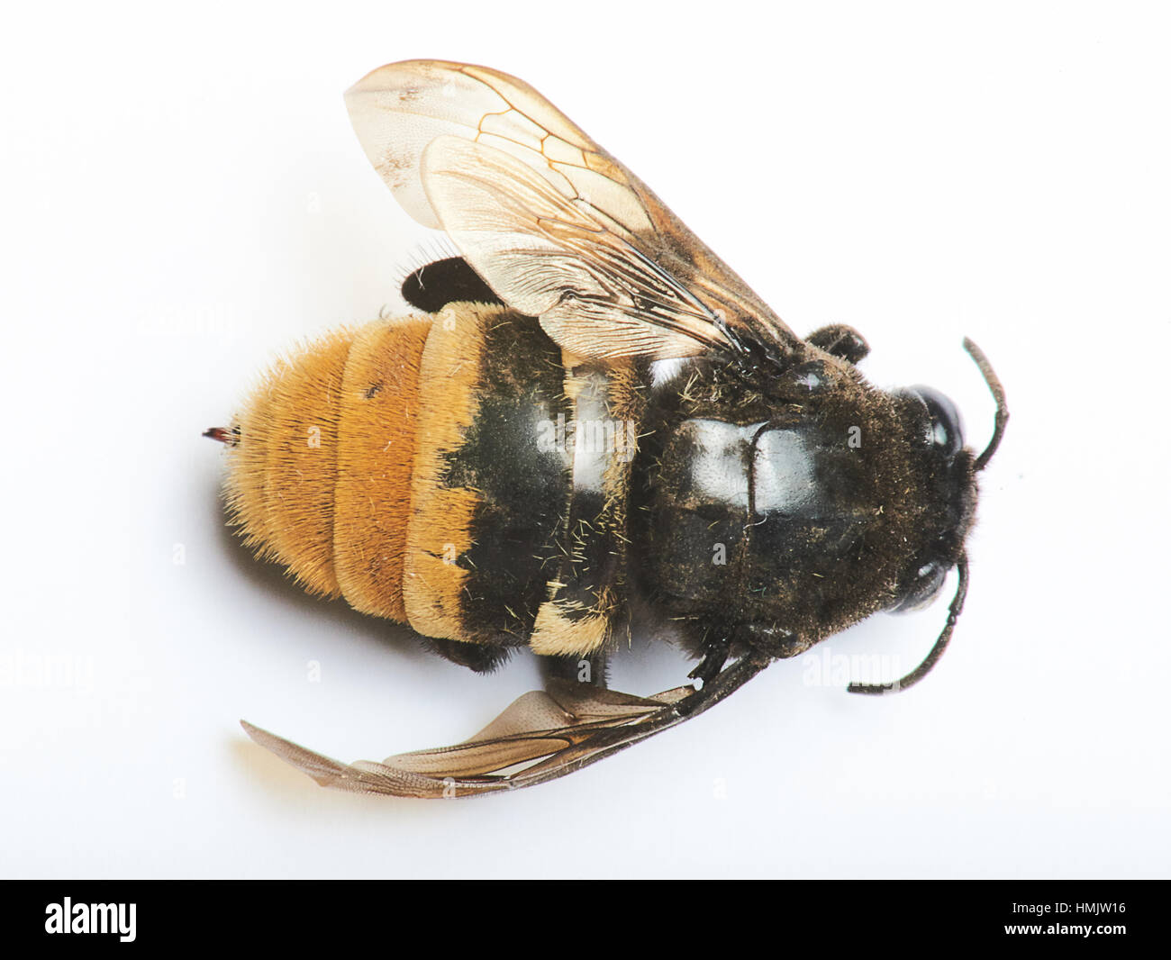 Vista dall'alto di un bumblebee posa su uno sfondo bianco Foto Stock