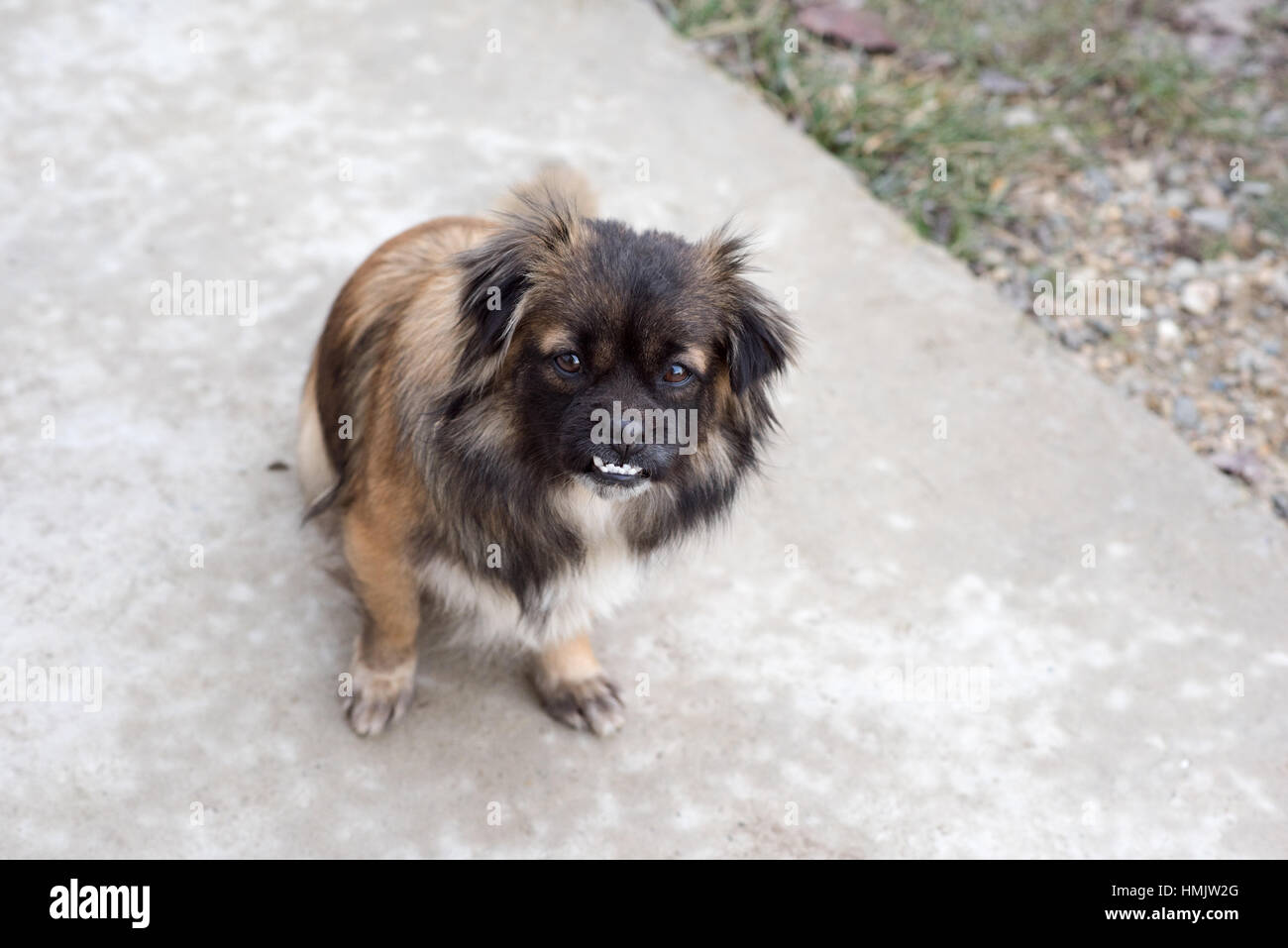 I capelli rossi con cane nero. Dog sorrisi. Foto Stock