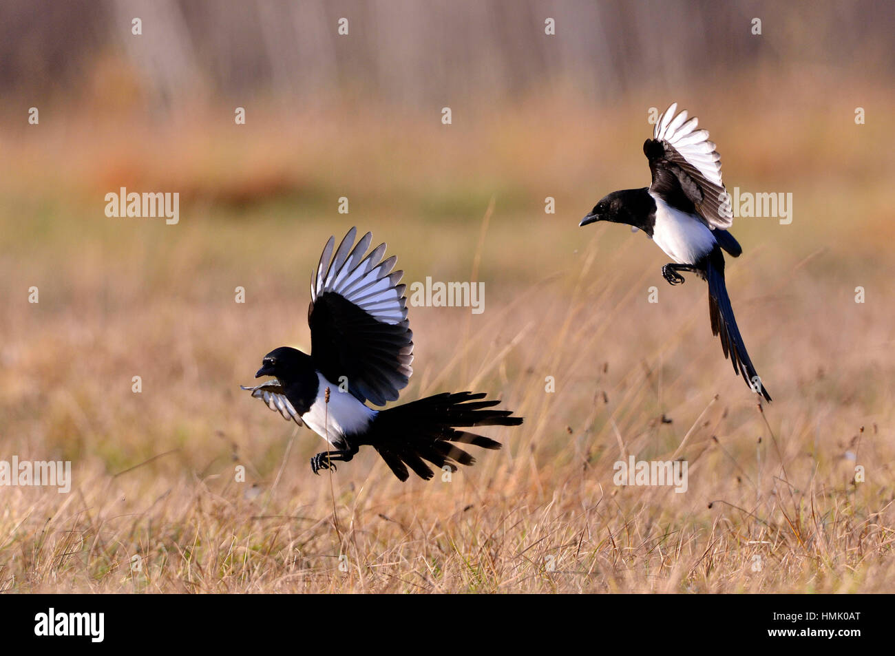 Gazze (Pica pica), due uccelli in volo, Polonia Foto Stock