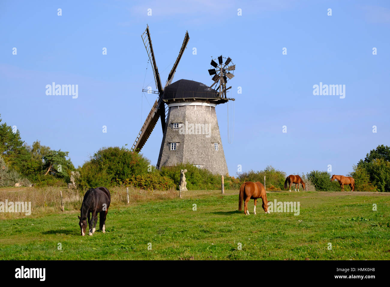 Cavalli al pascolo nella parte anteriore del mulino a vento olandese, Benz, Usedom, Meclemburgo-Pomerania, Germania Foto Stock