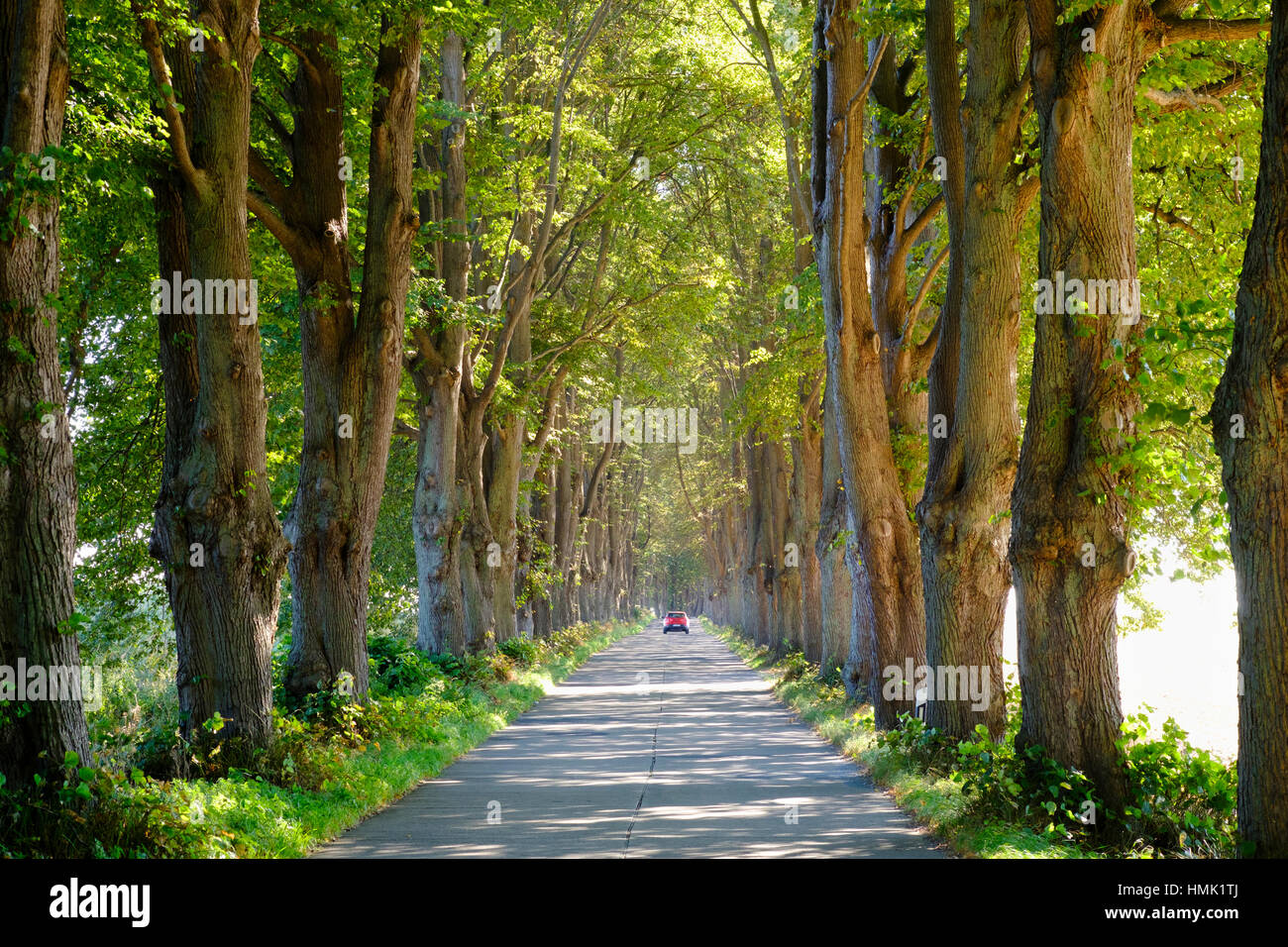 Linden avenue, auto rossa, Krummin, Usedom, Meclemburgo-Pomerania, Germania Foto Stock