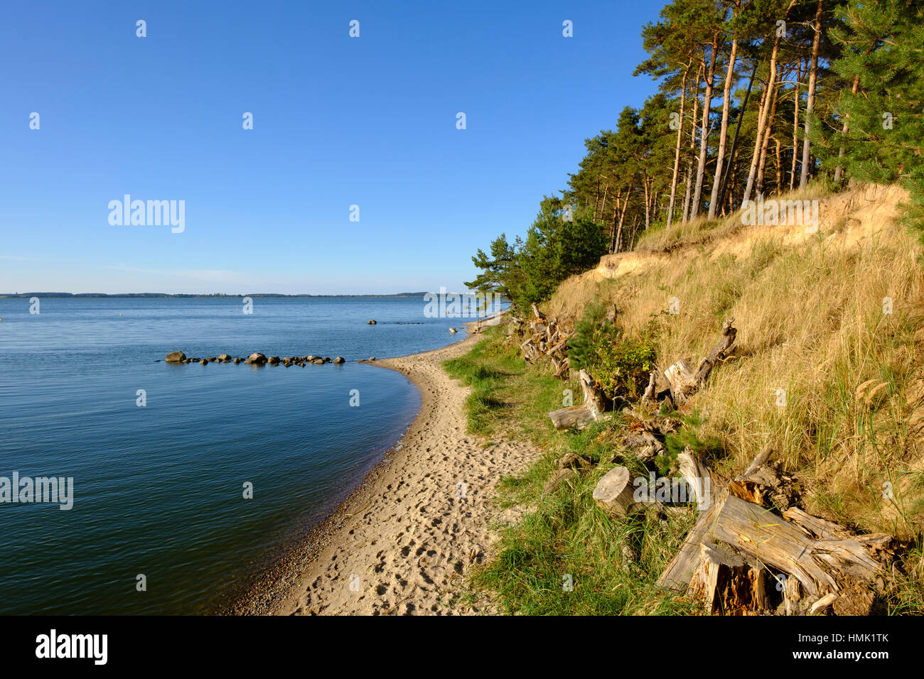 Shore con alberi di pino, Penisola Peenestrom Gnitz, Luetow, Usedom, Meclemburgo-Pomerania, Germania Foto Stock
