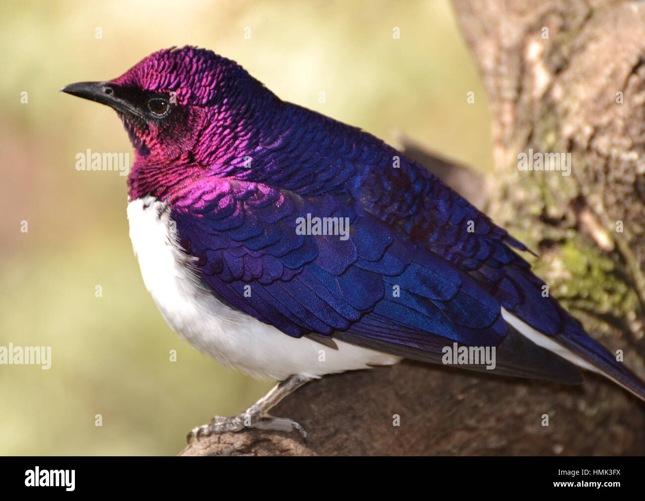 Il viola-backed starling (Cinnyricinclus leucogaster), noto anche come la prugna-colorato o di starling ametista starling Foto Stock