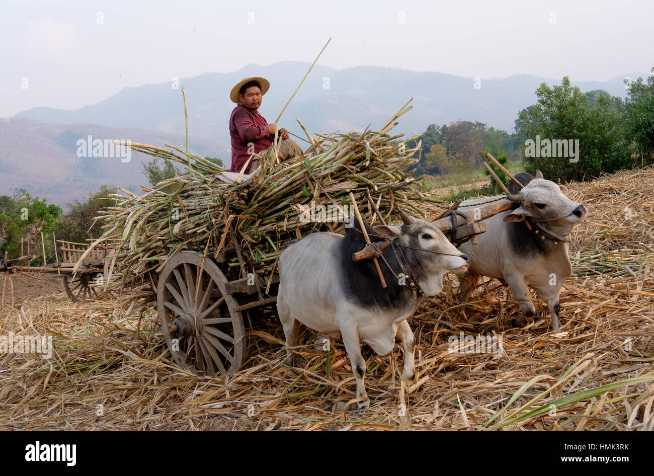 Una canna da zucchero agricoltore aziona un ox-cart in campagna vicino a Lago Inle a Nyaung Shwe, Myanmar (Birmania). Foto Stock