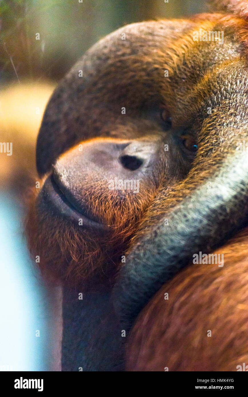 Maschio maturo (Orangutan Pongo pygmaeus) Foto Stock