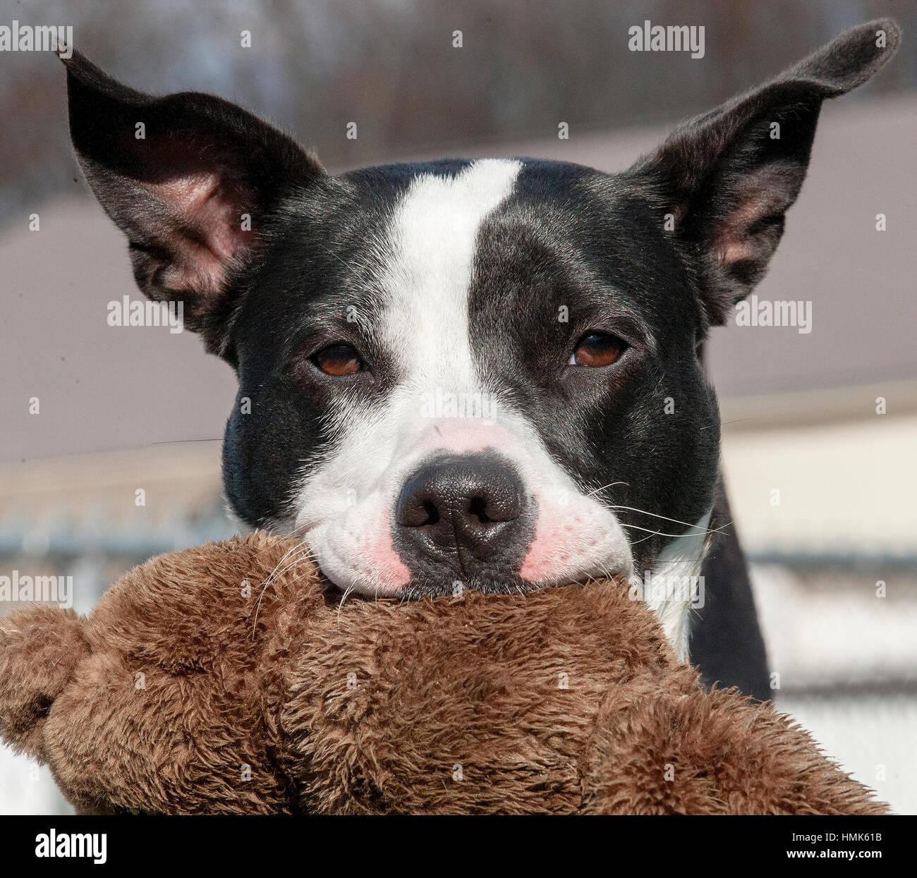 In bianco e nero di razza mista rifugio salvataggio cani con orecchie bat close up ritratto headshot azienda animali impagliati in bocca Foto Stock