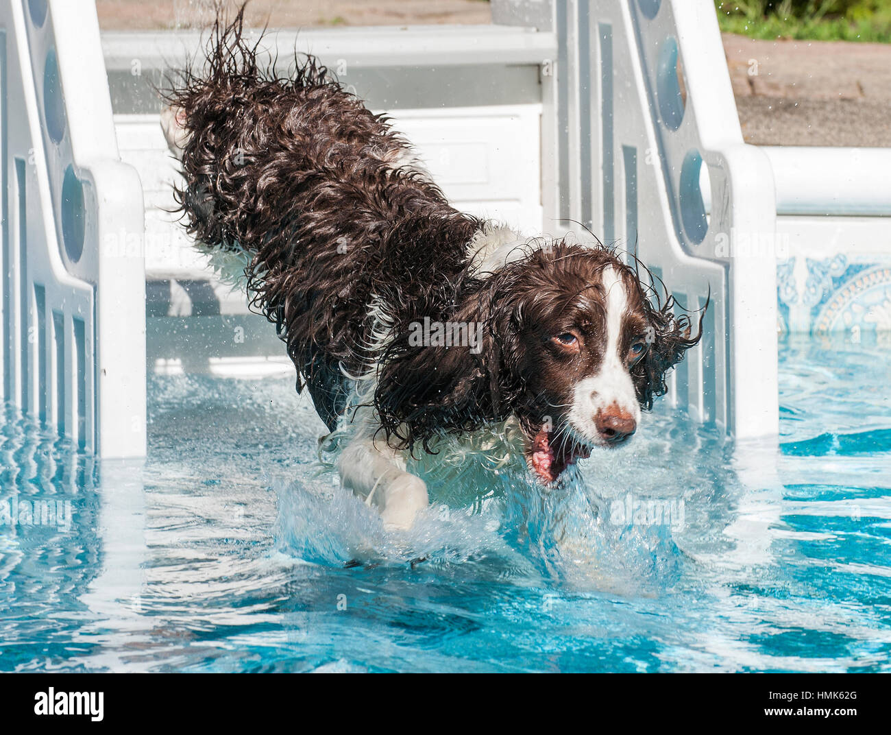 Marrone e bianco springer spaniel cane salto in piscina dalla Scala per piscina Foto Stock