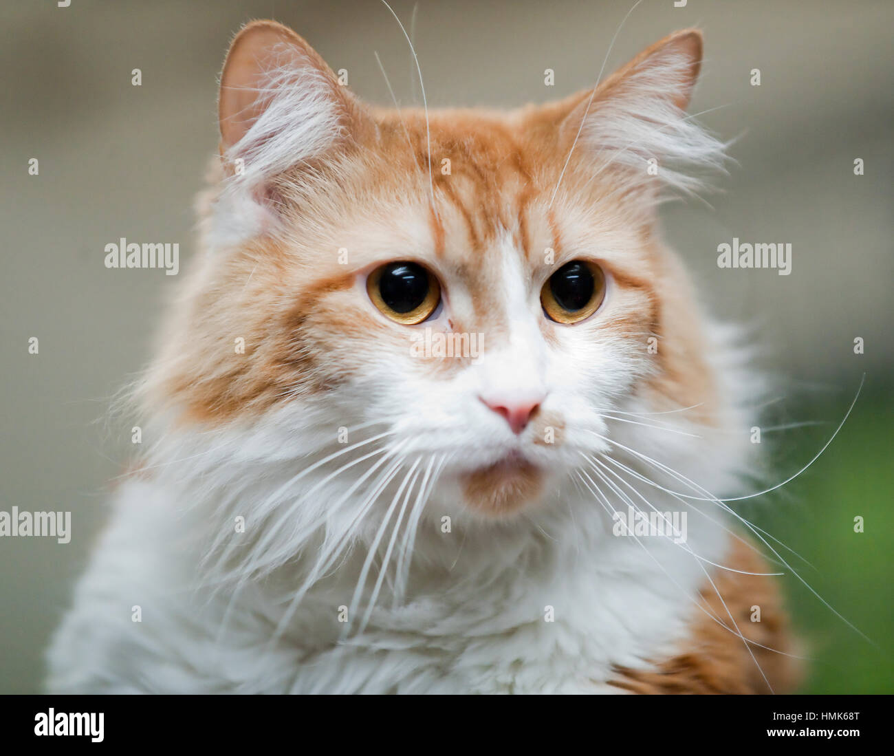 Capelli lunghi in arancione e bianco gatto ritratto headshot Foto Stock