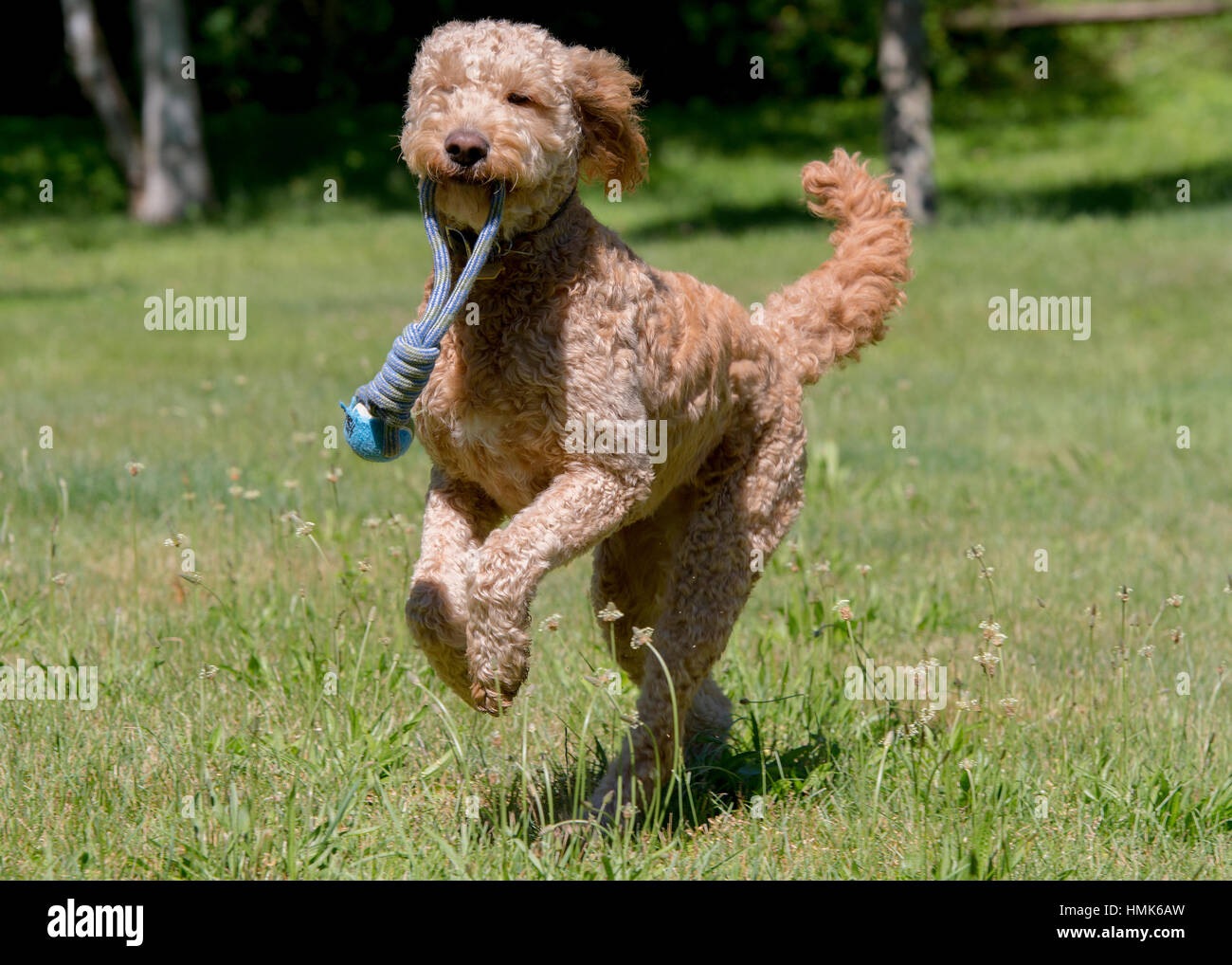 Bella goldendoodle labradoodle correre e giocare in un campo paese con il giocattolo in bocca Foto Stock