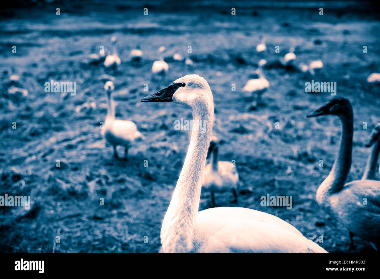 The Trumpeter swan (Cygnus buccinatore) è una specie di cigno scoperto in Nord America. La più pesante uccello vivo originaria del Nord America è anche l Foto Stock