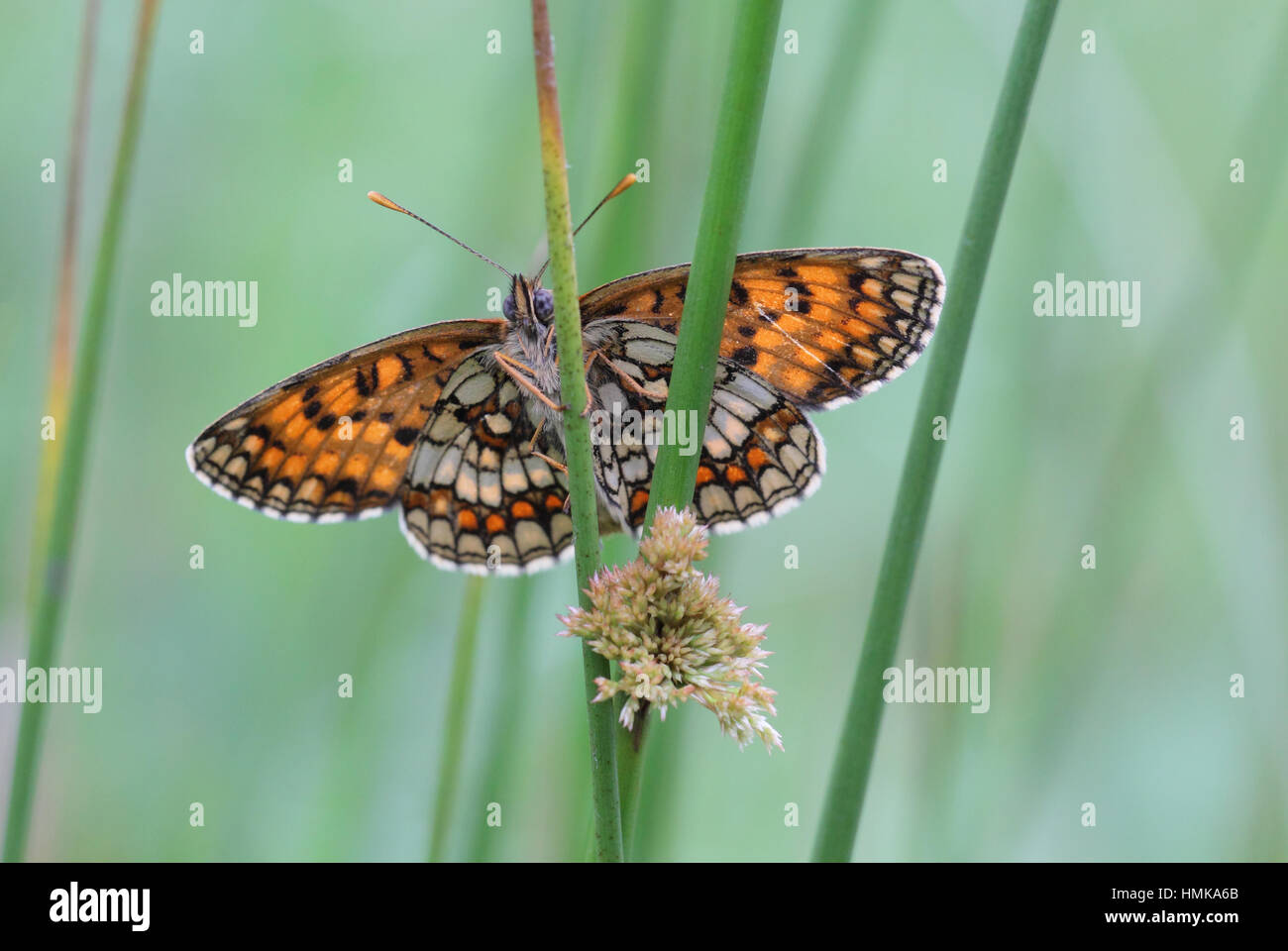 Heath Fritillary (Melitaea athalia) - un raro butterfly, appollaiato sulla vegetazione a Oriente Blean Woods, una roccaforte del regno unito nel Kent Foto Stock