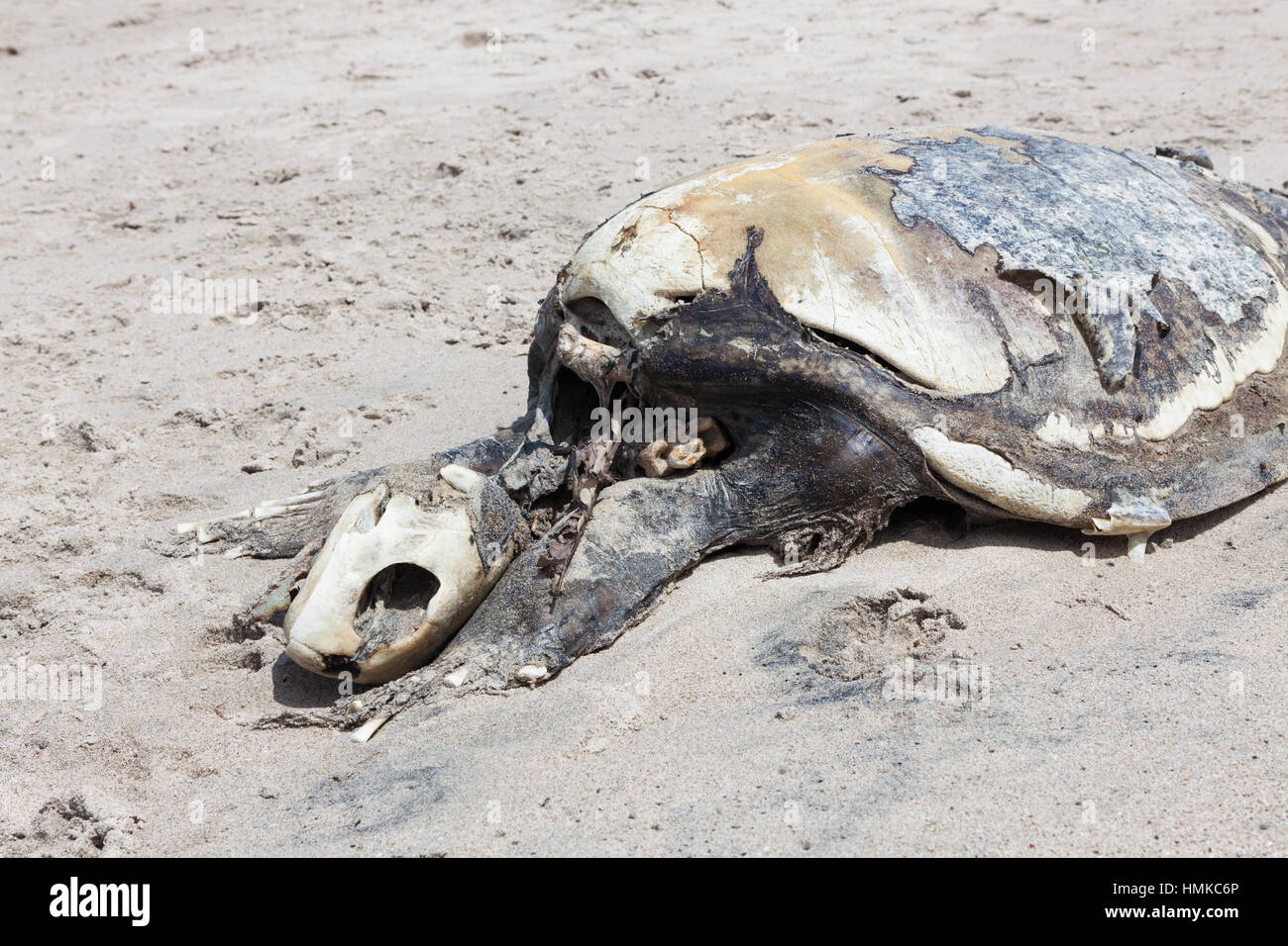 Dead sea turtle Foto Stock