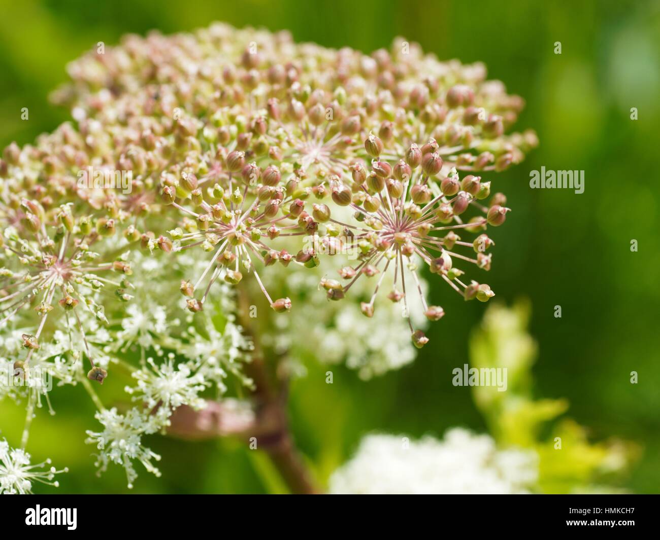 Blooming Spignel, Meum athamanticum, alpi, Francia Foto Stock