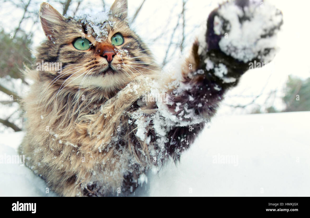 Cat giocando con la neve Foto Stock