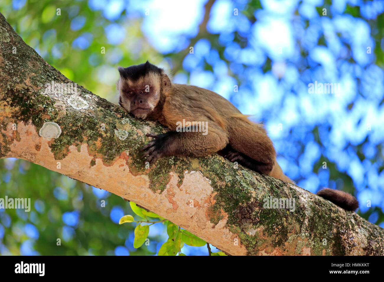 Brown, CAPPUCCINO Cappuccino Tufted, nero-capped cappuccini (Cebus apella), Adulto su albero, Pantanal, Mato Grosso, Brasile, Sud America Foto Stock