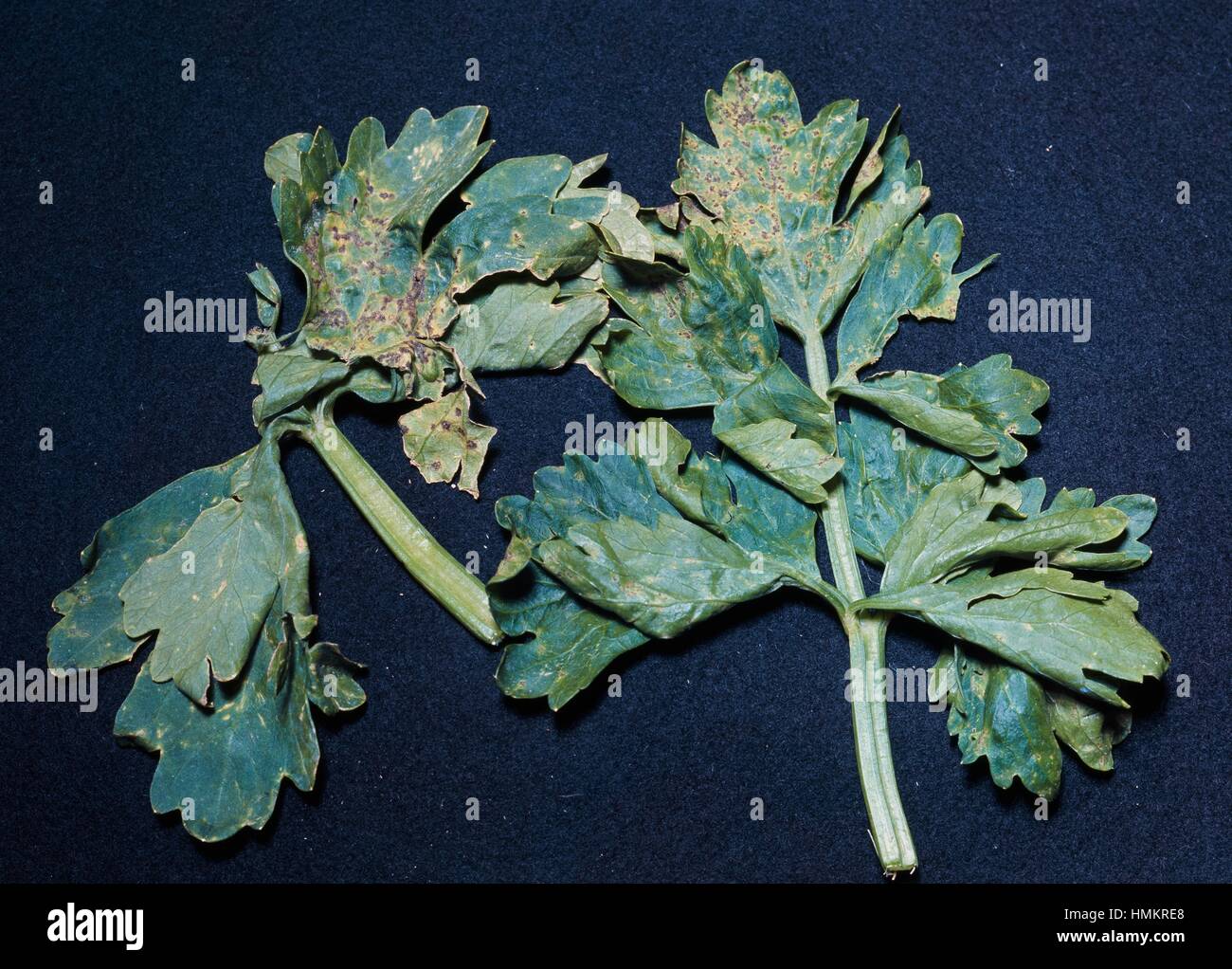 Il sedano in ritardo blight macchie di Septoria apiicola su una foglia di Sedano (Apium graveolens), Apiaceae. Foto Stock