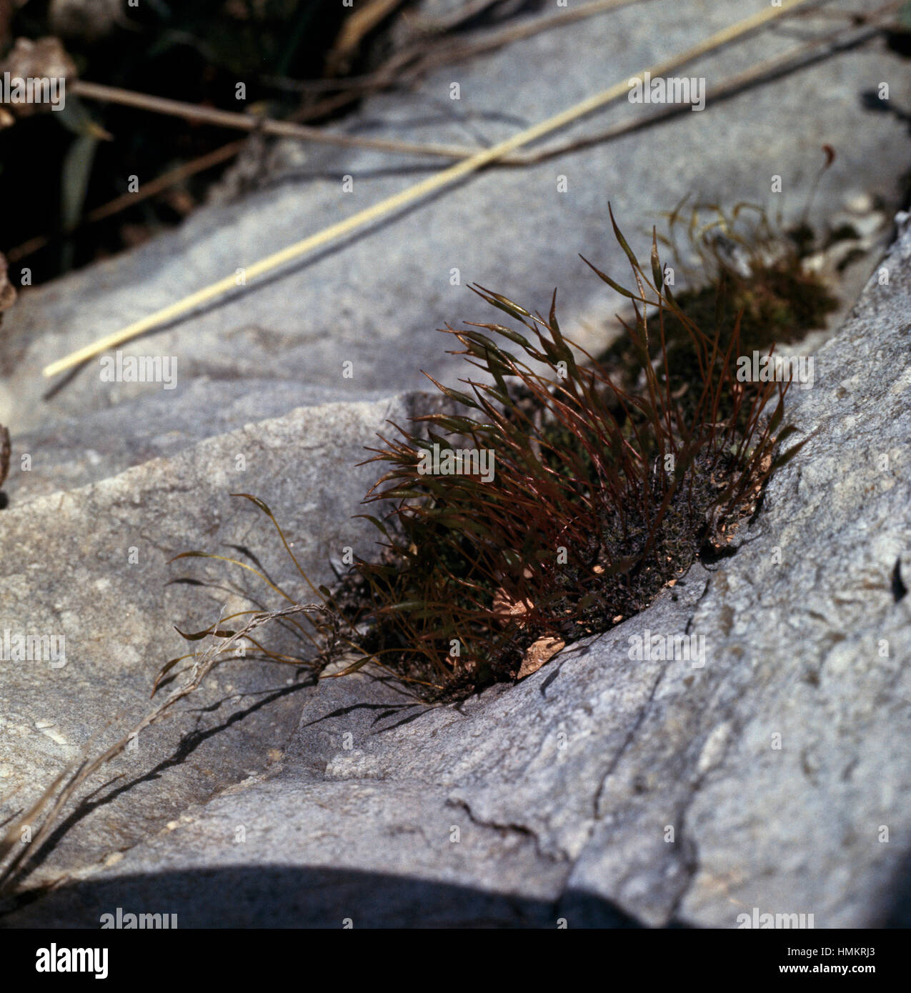 Twisted Moss o Star Moss (Tortula muralis), Pottiaceae. Foto Stock