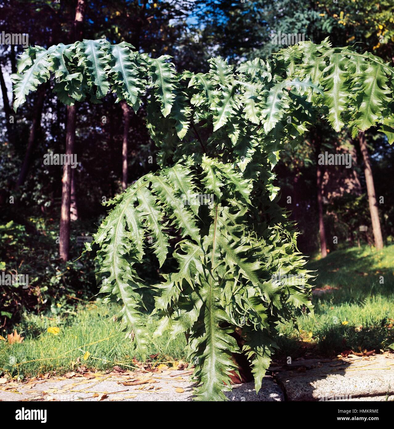 Genere Aglaomorpha felce, Polypodiaceae. Foto Stock