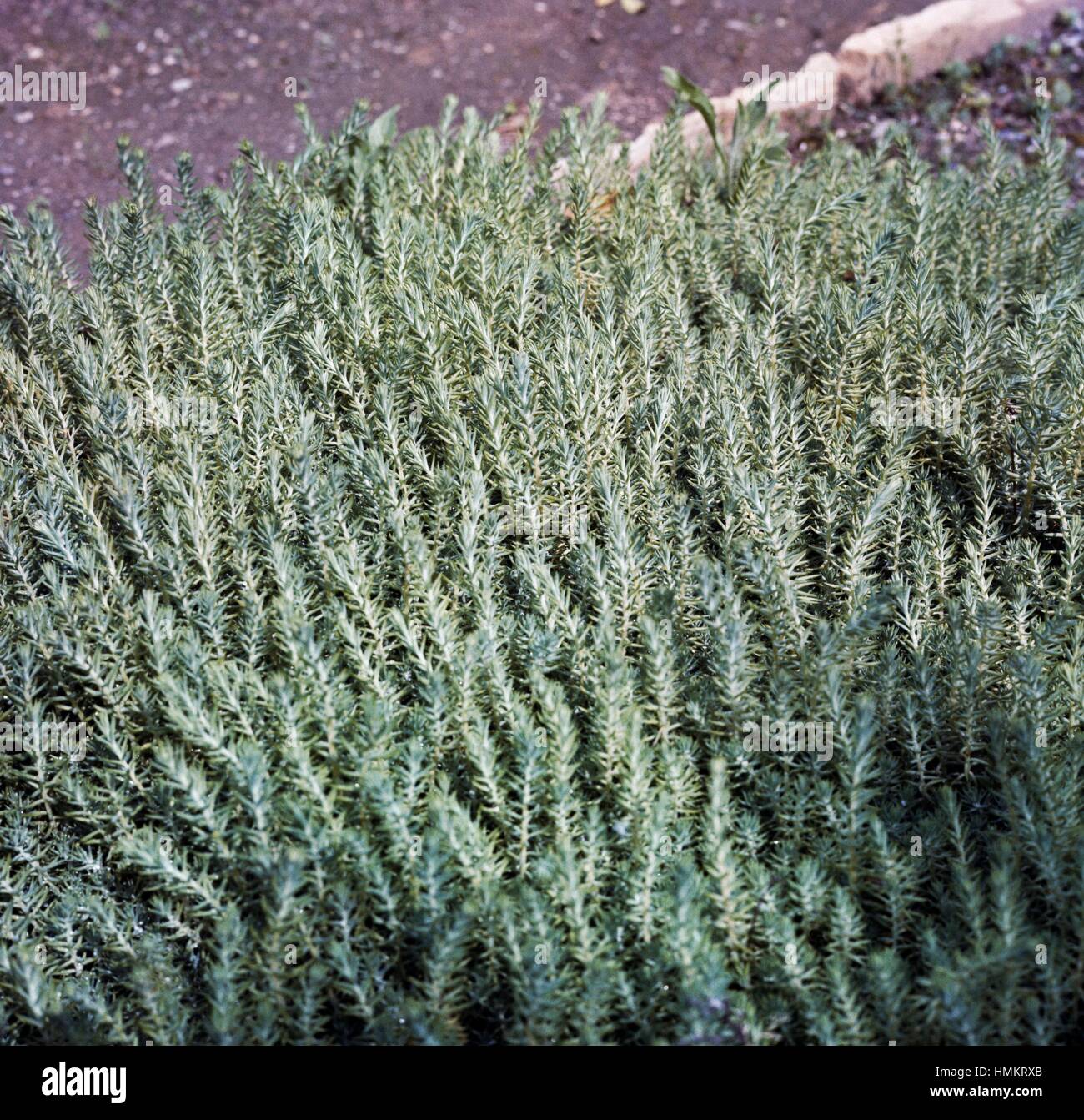 Rocky Stonecrop (Sedum rupestre), Piante succulente | Dicotiledoni. Foto Stock