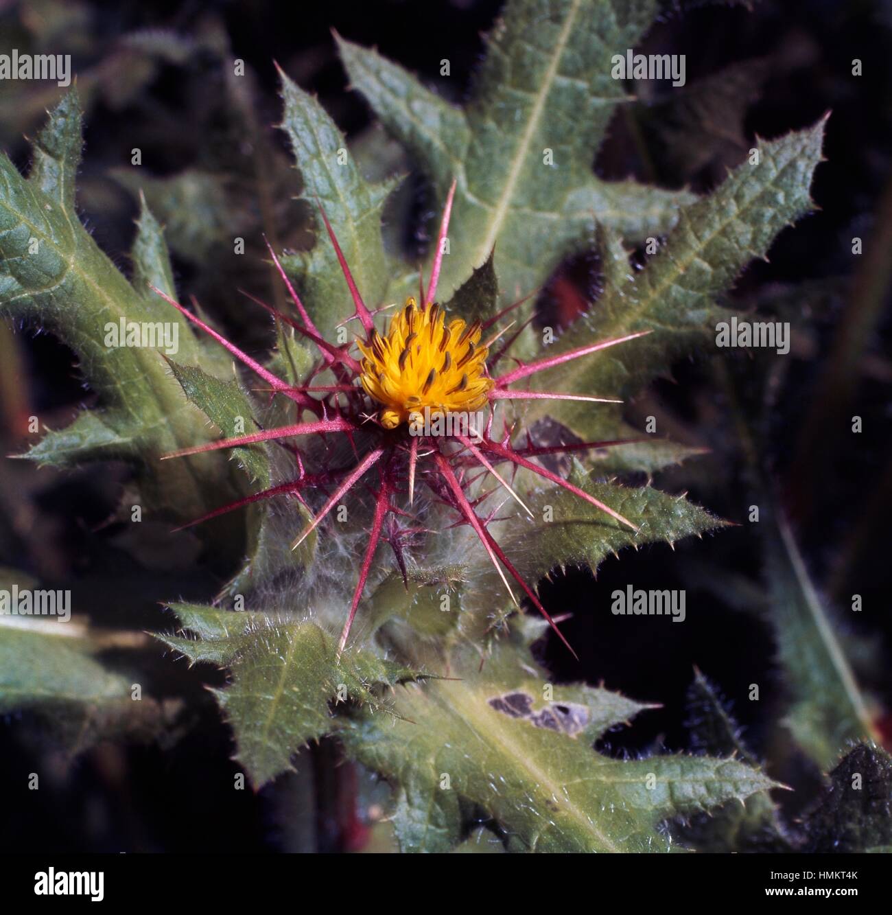 San Benedetto thistle o beato thistle (Cnicus benedictus o Centaurea benedicta), Asteraceae. Foto Stock