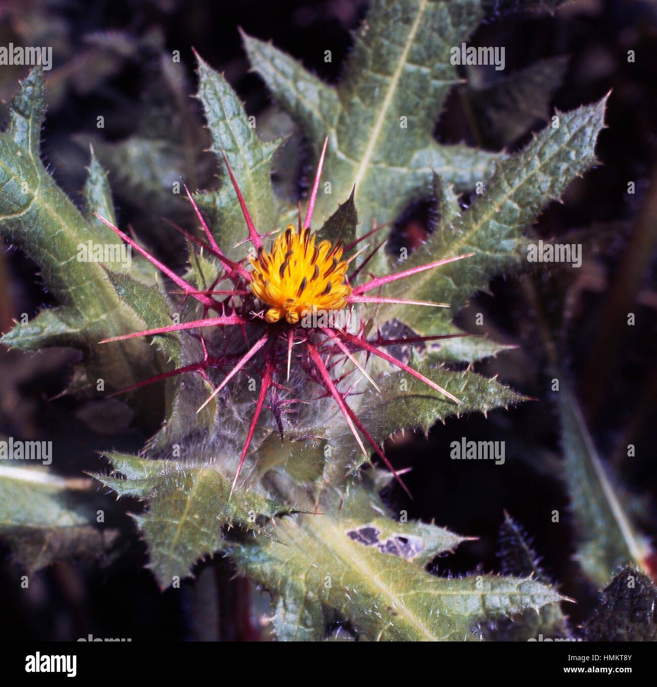 San Benedetto thistle o beato thistle (Cnicus benedictus o Centaurea benedicta), Asteraceae. Foto Stock