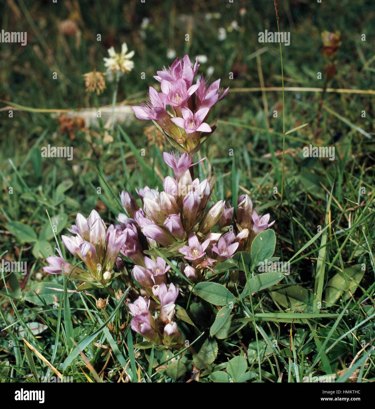 Chiltern Genziana o tedesco la genziana (Gentianella germanica o Gentiana germanica), Gentianaceae. Foto Stock