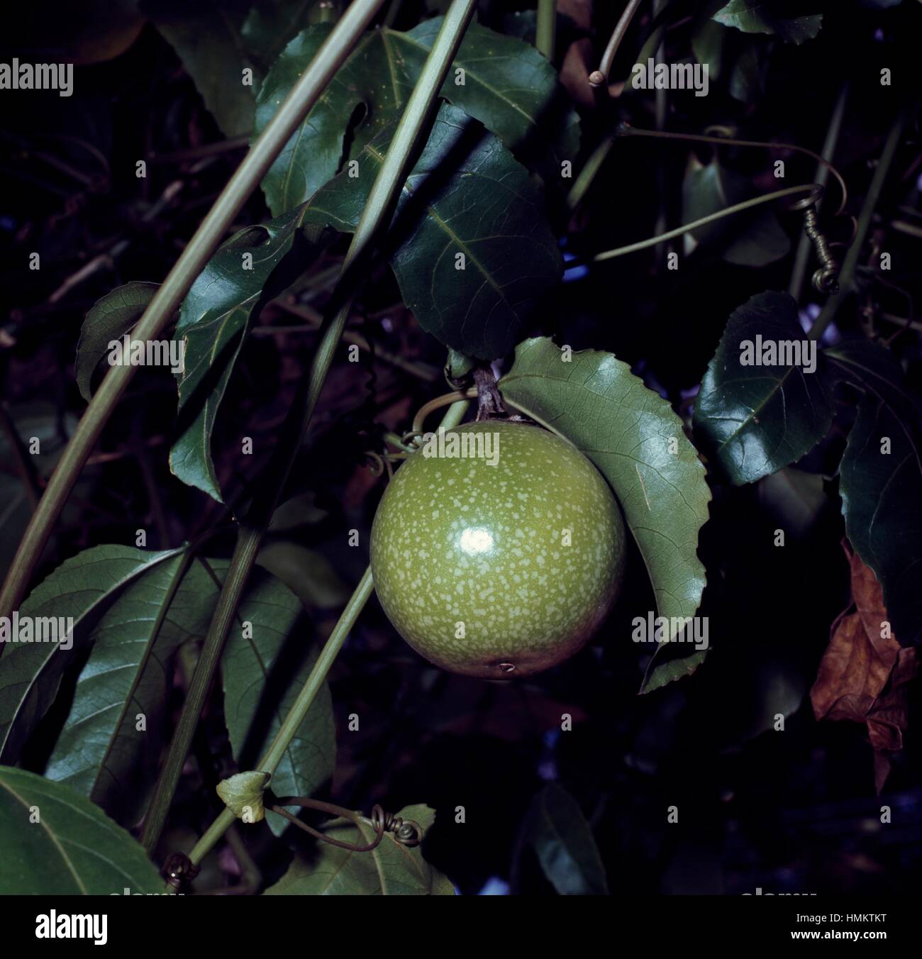 Il frutto della passione di foglie e frutti (Passiflora edulis), Passifloraceae. Foto Stock