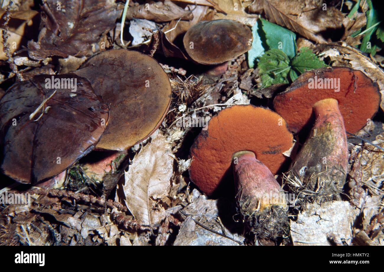 Esempio di macchie a gambo streghe (Boletus miniatoporus), Boletacee. Foto Stock