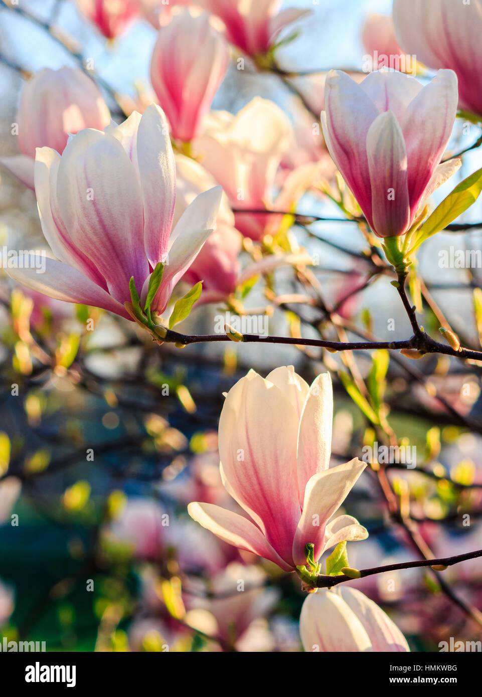 Fiori di magnolia close up con profondità di campo su una sfocatura sullo sfondo Foto Stock