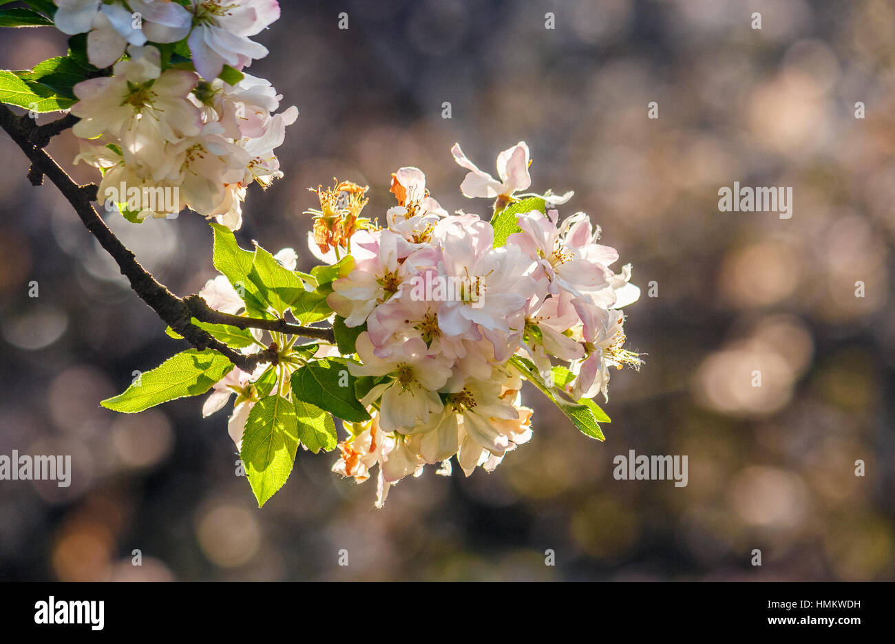 Rametto con fiori di colore bianco di melo su uno sfondo sfocato di un giardino Foto Stock