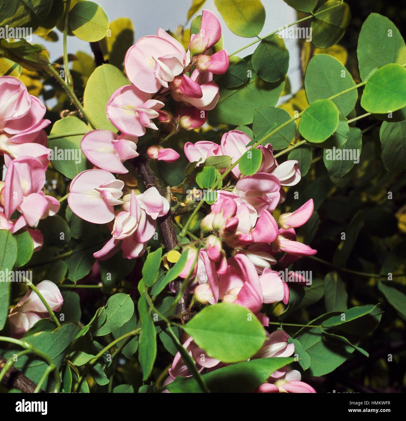 Ispido locust foglie e fiori (Robinia hispida), Fabaceae-Leguminosae. Foto Stock