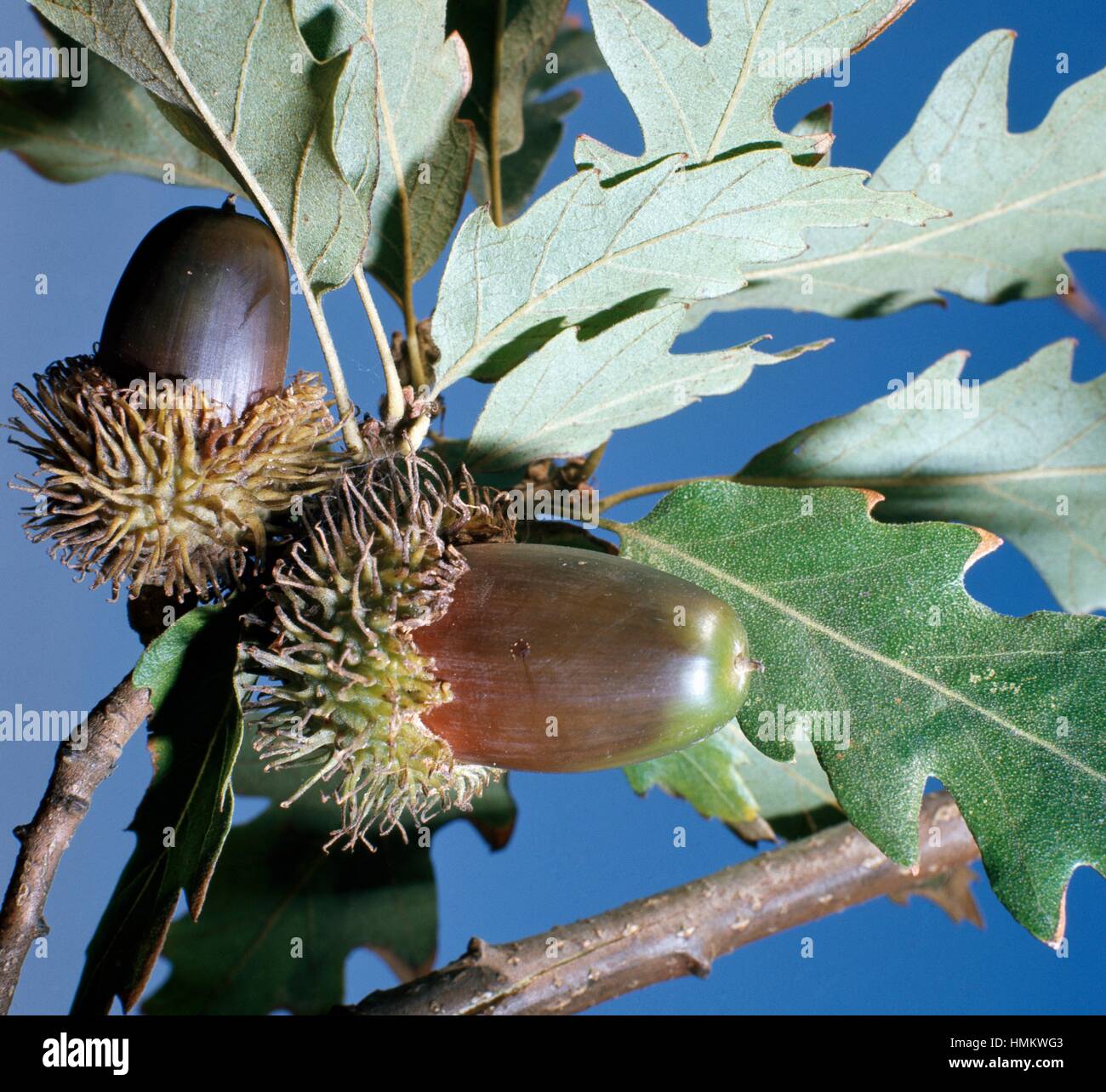 Foglie di quercia e ghiande (Quercus cerris), Fagaceae. Foto Stock