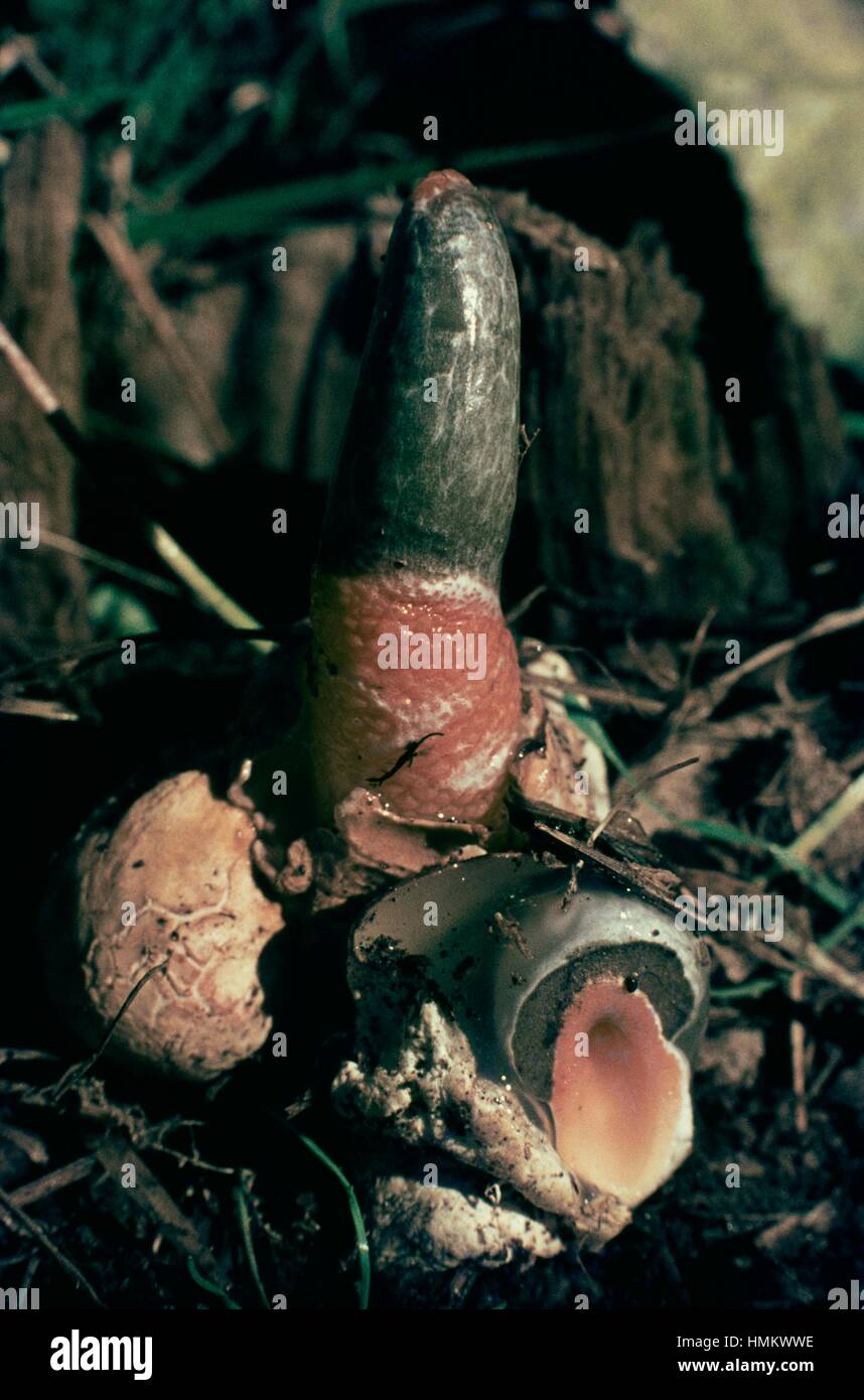 Elegante stinkhorn, cane stinkhorn, decapitati stinkhorn, Devil's astina di livello (Mutinus elegans), Phallaceae. Foto Stock