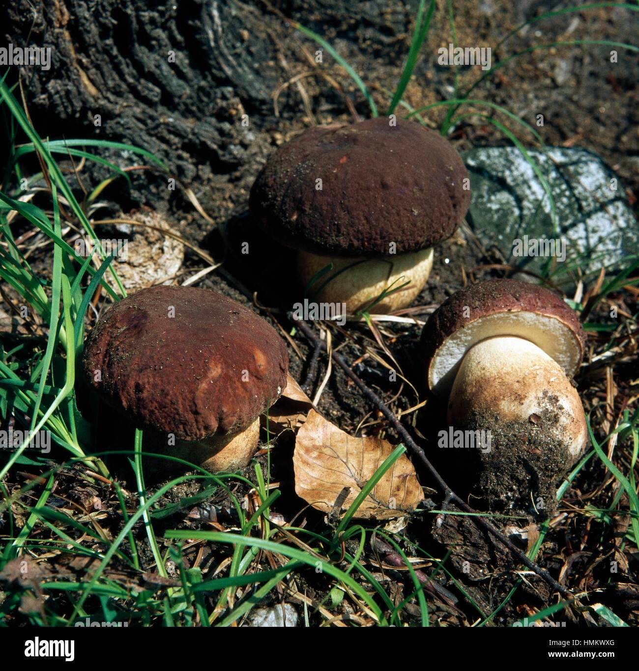 Pine bolete o pineta porcini (Boletus pinicola), Boletaceae. Foto Stock