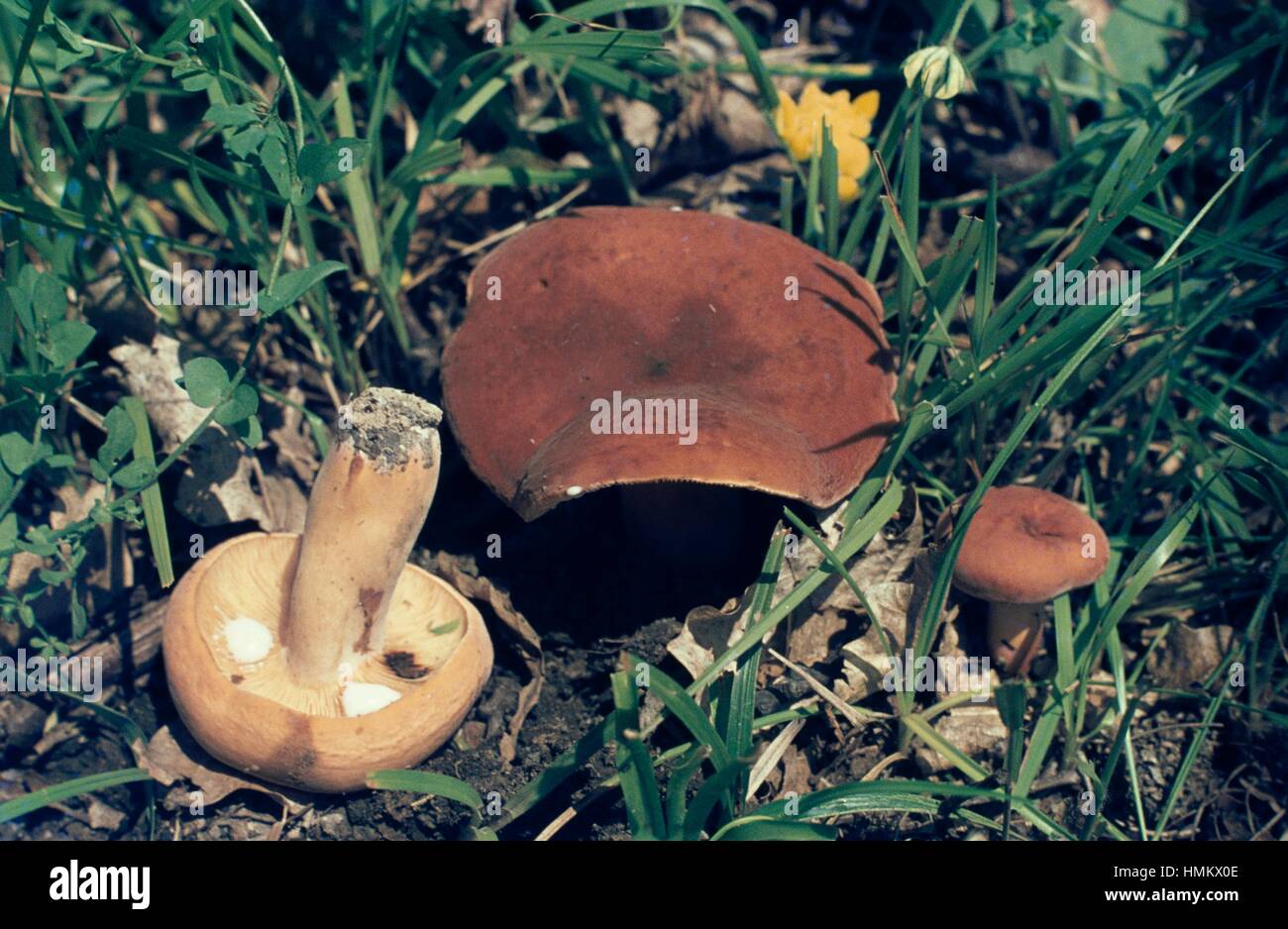 Esempio di pianto il cappuccio del latte o voluminosa-lattice milky (Lactarius volemus), Russulaceae. Foto Stock